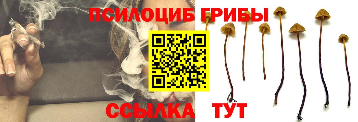 Галлюциногенные грибы Psilocybine cubensis  Вход с VPN  Сунжа 